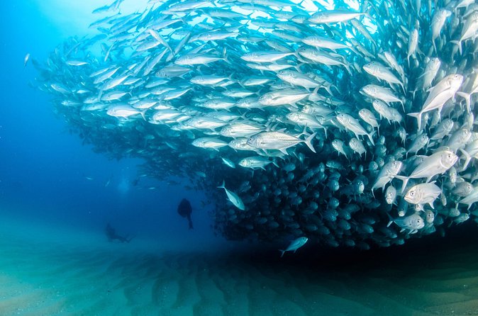 Cabo Pulmo 2 Tank Certified Dive with Lunch - Gear, fees, and the one thing you should manage closely
