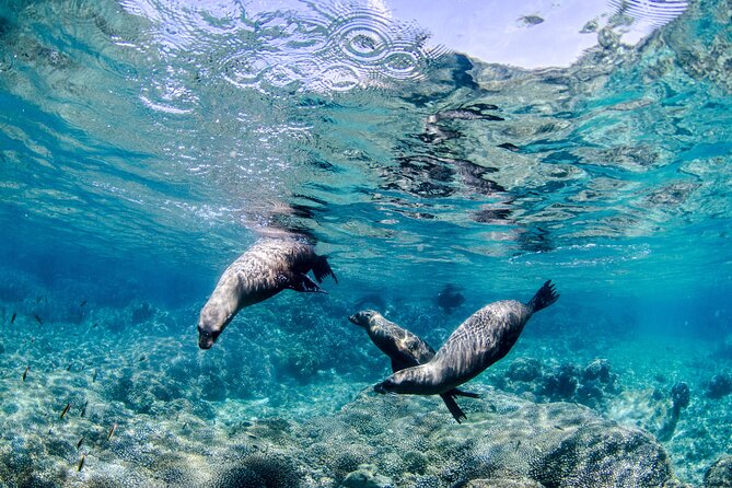 Cabo Pulmo 2 Tank Certified Dive with Lunch - Getting there from San Jose del Cabo: the 2-hour reality check
