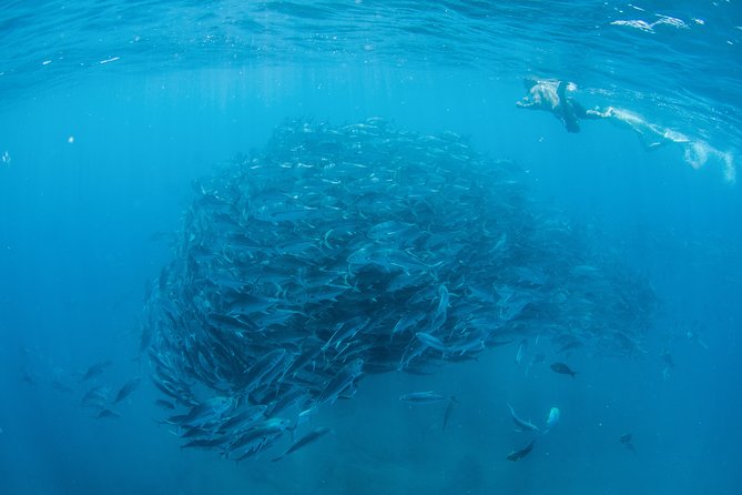 Cabo Pulmo National Park Snorkel Expedition from Cabo San Lucas - Why Cabo Pulmo Works as a One-Day Snorkel Trip From Cabo