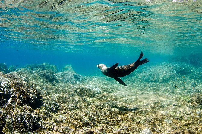 Cabo Pulmo National Park Snorkel Expedition from Cabo San Lucas - What “Up to Four Sites” Feels Like on the Water
