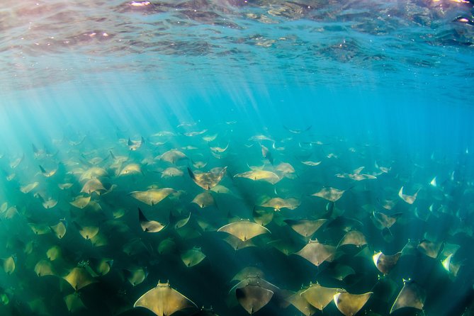 Cabo Pulmo National Park Snorkel Expedition from Cabo San Lucas - Weather and Visibility: The Part No One Can Control