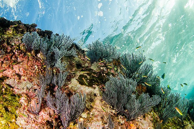 Cabo Pulmo National Park Snorkel Expedition from Cabo San Lucas - Price and Value: Is $279 Fair for This Kind of Day?