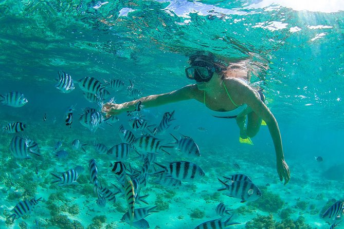 Cabo Pulmo National Park Snorkel Expedition from Cabo San Lucas - Cabo Pulmo Marine Preserve: Three to Four Snorkel Stops That Actually Change the Day