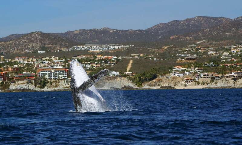 Cabo San Lucas: 2.5-Hour Whale Watching Tour - Key Points That Make This Cabo Tour Worth Your Time