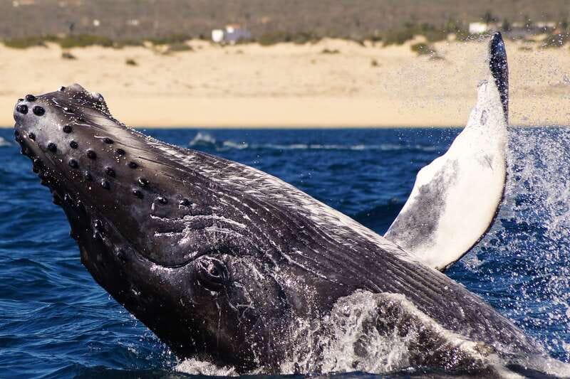 Cabo San Lucas: 2.5-Hour Whale Watching Tour - Cabo Whale Watching Season: When Baja Really Delivers