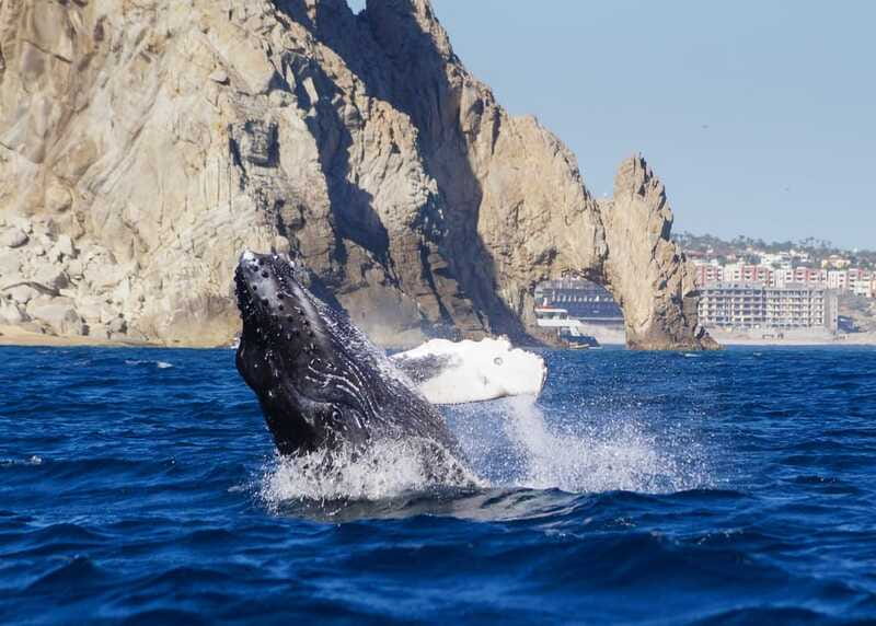 Cabo San Lucas: 2.5-Hour Whale Watching Tour - Hydrophones: The Most Unique Part of the Experience