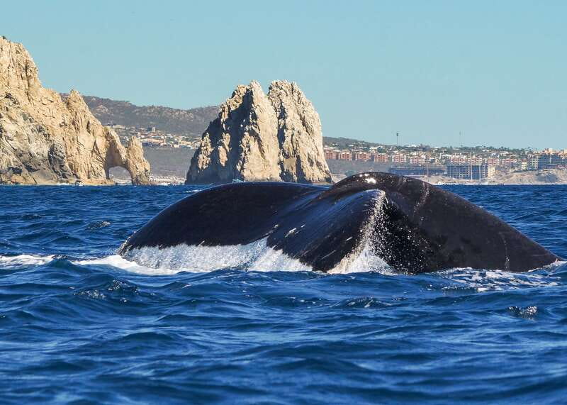 Cabo San Lucas: 2.5-Hour Whale Watching Tour - The Arch of Cabo San Lucas and the Sea Lion Colony Stop