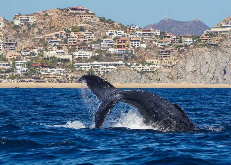 Cabo San Lucas: 2.5-Hour Whale Watching Tour - Who This Tour Fits Best (And Who Should Skip It)