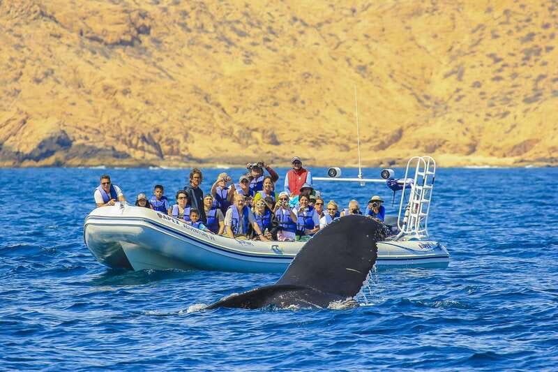 Cabo San Lucas: 2-Hour Whale Watching Adventure - Key Things That Make This Cabo Whale Trip Worth Your Time