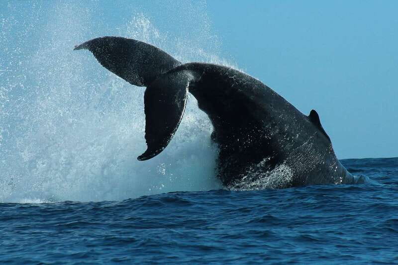 Cabo San Lucas: 2-Hour Whale Watching Adventure - How the Van Pickup and Timing Works in the Real World