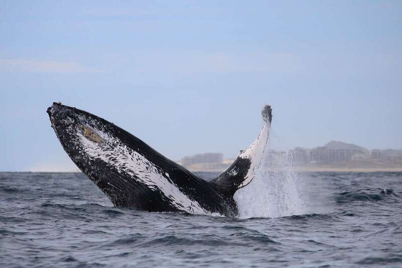 Cabo San Lucas: 2-Hour Whale Watching Adventure - On the Water: Following Whales, Spotting Dolphins, and Seeing the Show