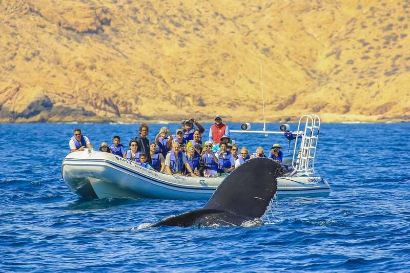 Cabo San Lucas: 2-Hour Whale Watching Adventure - Hydrophone Time: Listening to Whale Communication Underwater