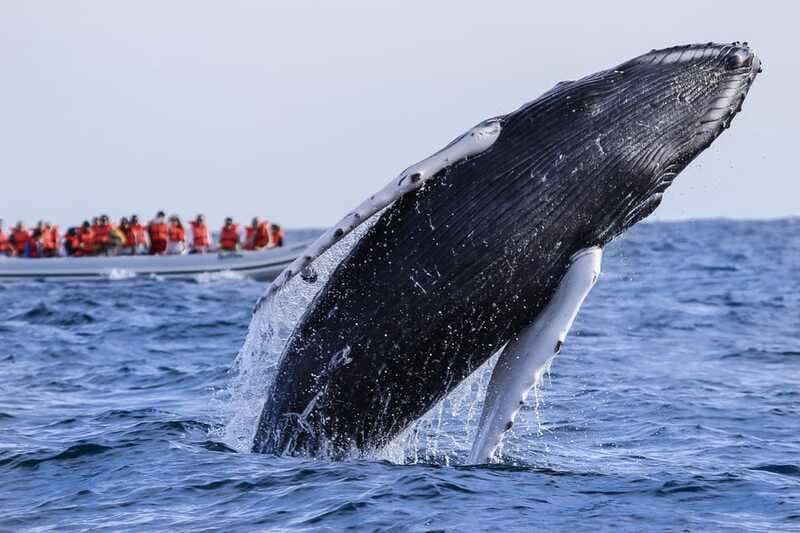 Cabo San Lucas: 2-Hour Whale Watching Adventure - Snacks, Bottled Water, and the On-Board Comfort Reality