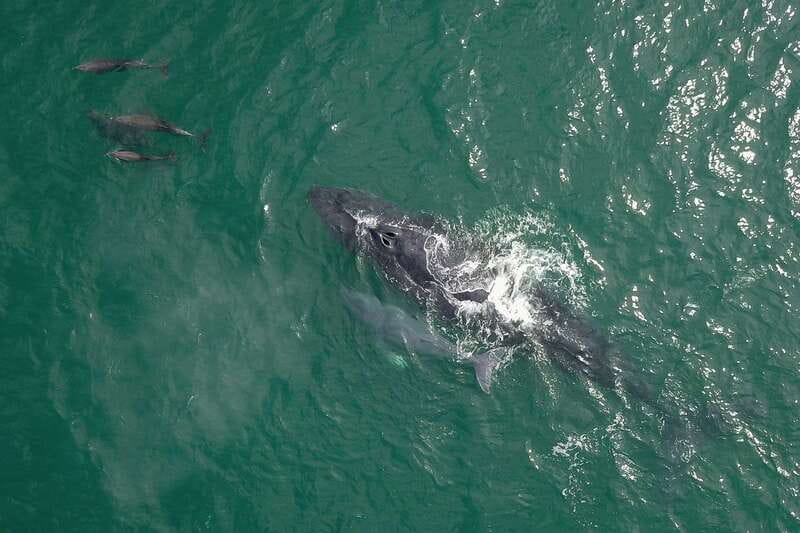 Cabo San Lucas: 2-Hour Whale Watching Adventure - What to Bring for Cabo Weather and Wet-By-Accident Moments