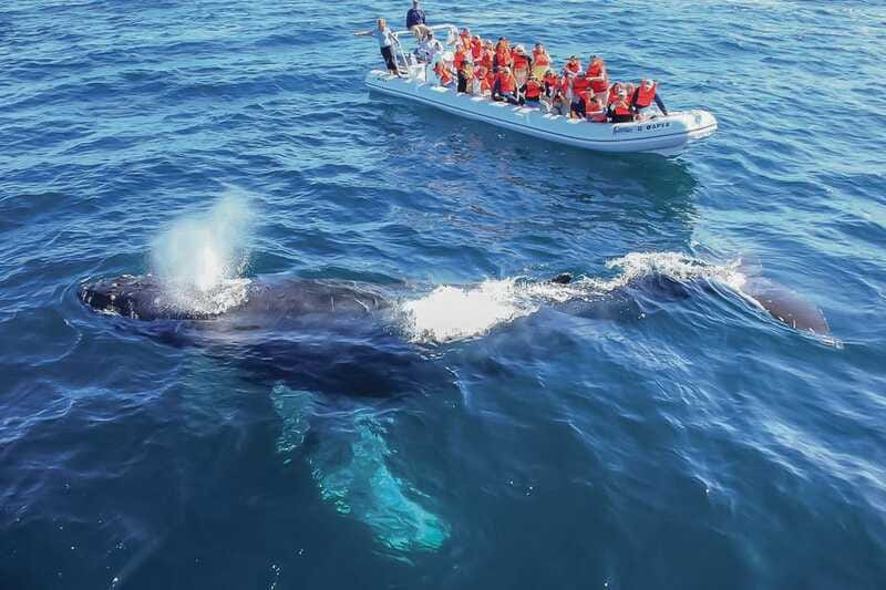 Cabo San Lucas: 2-Hour Whale Watching Adventure - Who This Tour Fits Best (and Who Should Skip It)