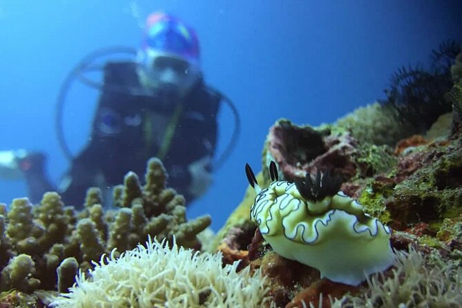Cabo San Lucas 2 Tank Scuba Diving - Gear, Fitness, and Small Tips That Help a Lot