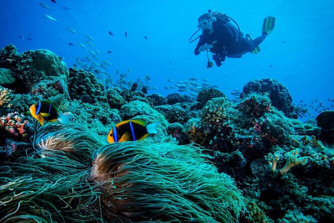 Cabo San Lucas 2 Tank Scuba Diving - Boat Transfer and How They Pick the Right Water Site