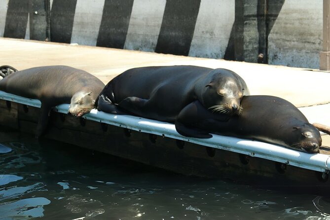 Cabo San Lucas Arc Group Tour in Glass Bottom Boat - A 1-Hour Cabo Boat Tour That Fits Real Vacation Time
