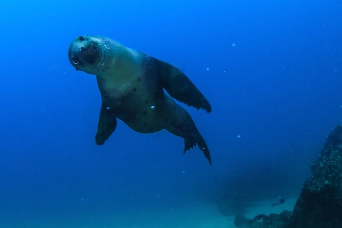 Cabo San Lucas Arch Boat Tour and Snorkeling at Pelican Rock - Crowd Levels, Rough Water, and Rock-Surface Reality