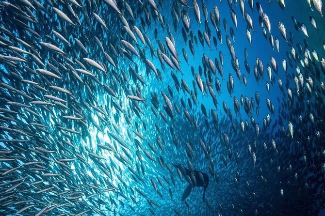 Cabo San Lucas Arch Boat Tour and Snorkeling at Pelican Rock - What to Bring (So Pelican Rock Feels Easier)