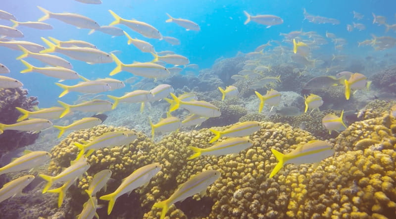 Cabo San Lucas: Beginners Diving Experience w/ Water & Snack - Who this beginners scuba session suits best
