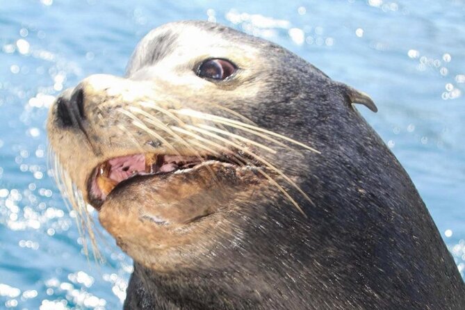 Cabo San Lucas Boat Tour and Snorkel at Pelican Rock - Meeting at Señor Frogs Plaza Bonita: what to expect before you cast off
