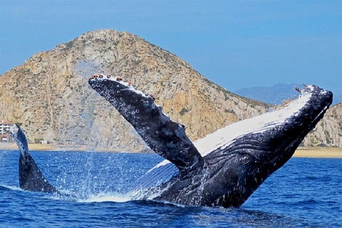 Cabo San Lucas Boat Tour and Snorkel at Pelican Rock - Pelican Rock snorkeling: gear, swim conditions, and what you might spot