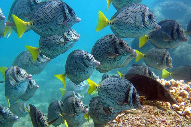 Cabo San Lucas Boat Tour and Snorkel at Pelican Rock - What to bring and how to make the day smoother