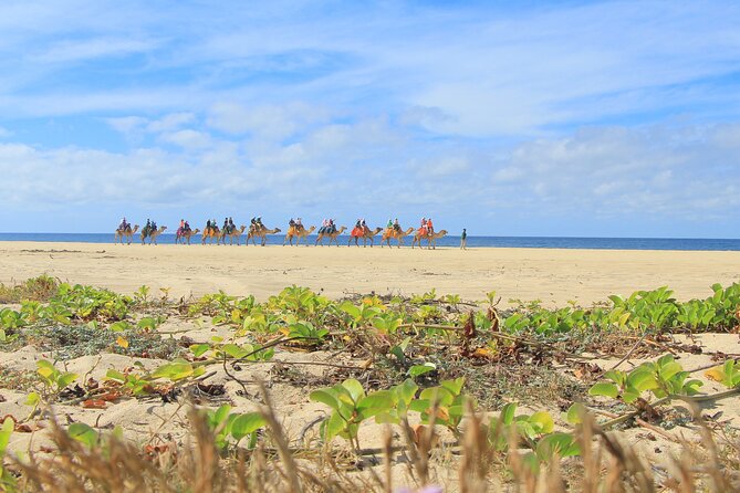 Cabo San Lucas Camel and Horseback Ride with ATV Adventure - Price and Value: Is $175 a Good Deal for This Cabo Adventure?