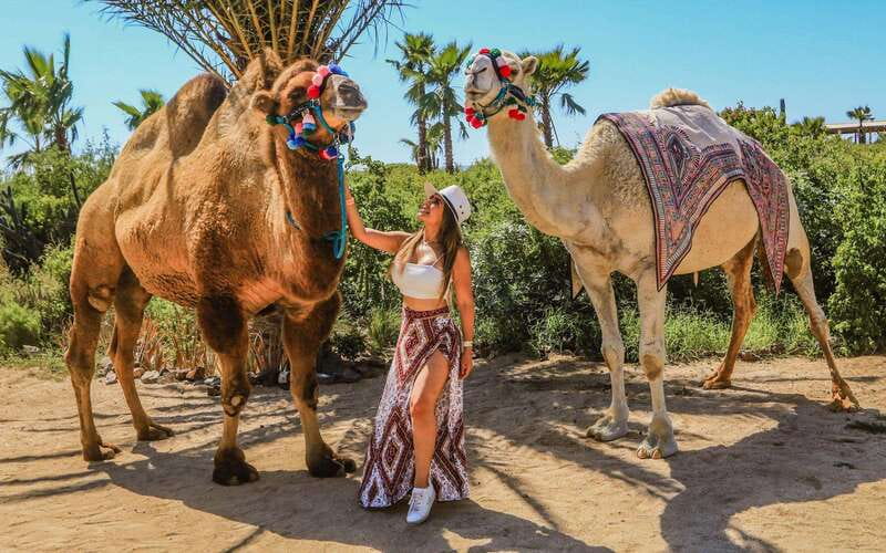 Cabo San Lucas: Camel Ride & Off-Road UTV Combo Adventure - Key Things to Know Before You Go