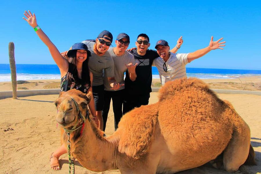 Cabo San Lucas: Camel Ride on the Beach - Key things that make this tour worth your time