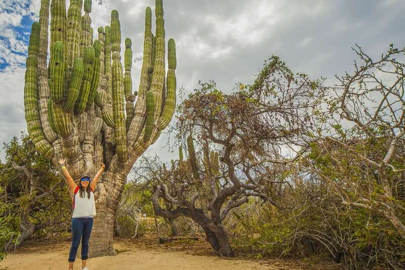 Cabo San Lucas: Camel Safari Tour with Lunch and Tequila - Tortilla Making Lesson, Tequila Tasting, and an Included Mexican Buffet