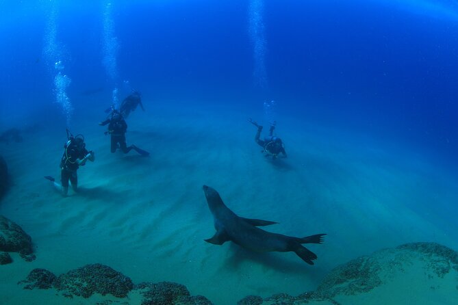 Cabo San Lucas Certified 2 Tank Dive at the Famous Arch and Land's End - Equipment, Crew Help, and the Certification Angle
