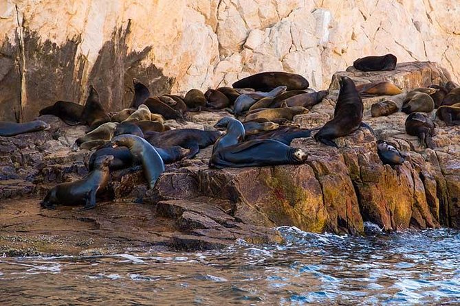 Cabo San Lucas city tour and amazing sea adventure to Lands End! - Price and value: is $69 a good deal?