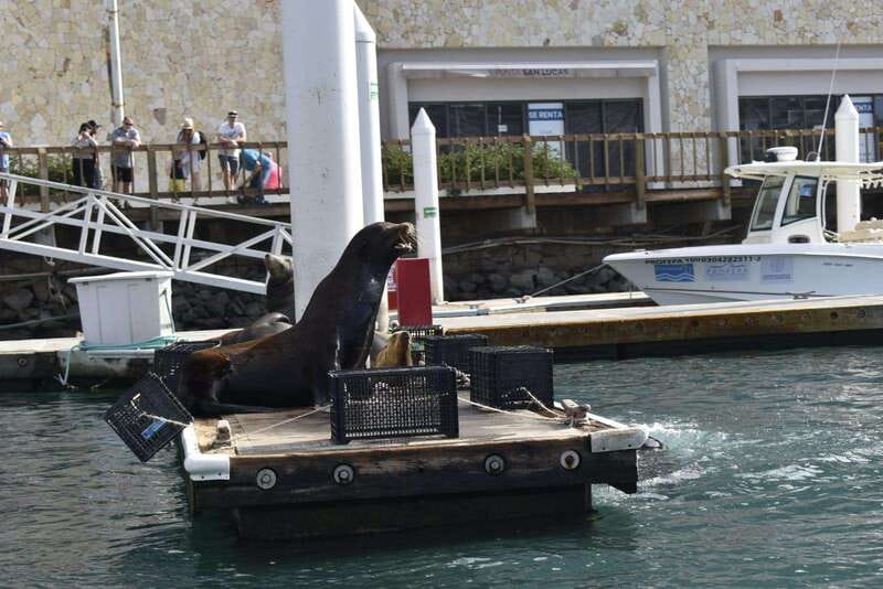 Cabo San Lucas: Glass Bottom Boat Tour to Land's End - Envatours Check-In: The Start of the Hour-Long Clock
