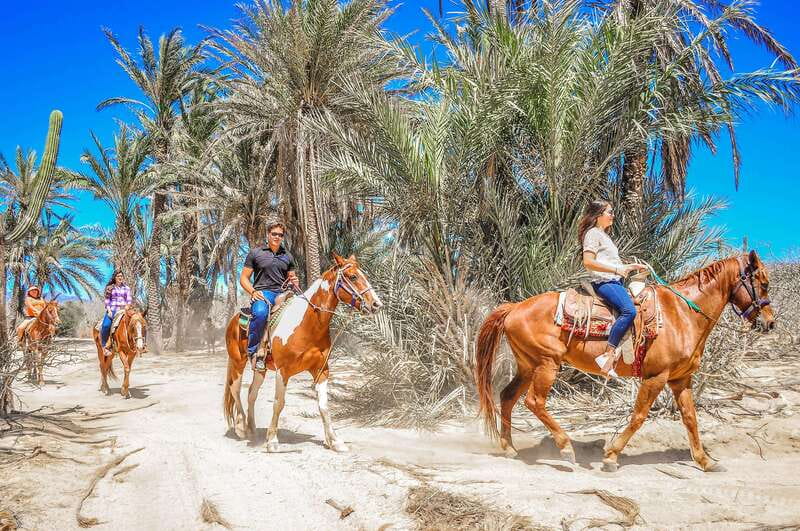 Cabo San Lucas: Horseback Riding in Migriño with Transfers - Your guide on the horses: the names that keep popping up