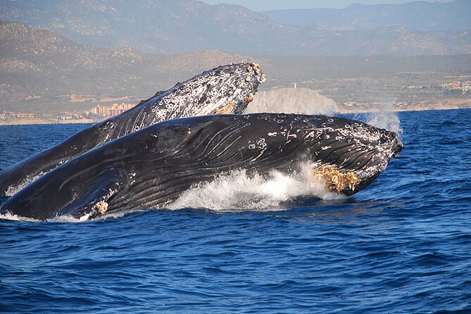 Cabo San Lucas Humpback Whale Watching Tour - Cabo’s humpback season runs Dec 15 to Mar 30