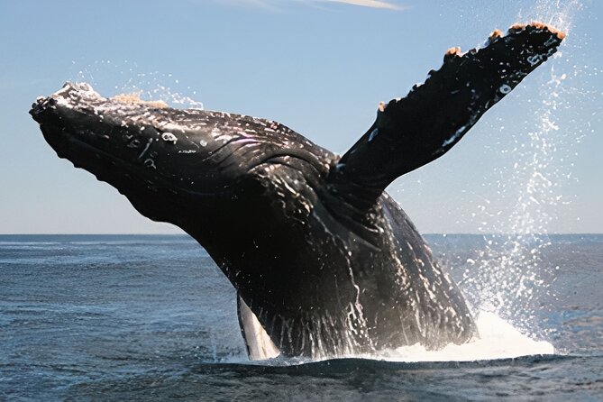 Cabo San Lucas Humpback Whale Watching Tour - Boat reality check: a double-deck catamaran with plenty of open-air space
