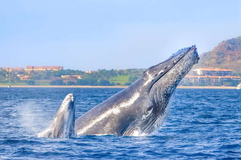 Cabo San Lucas: Luxury Catamaran Whale Watching Experience - A double-deck catamaran that feels like vacation time