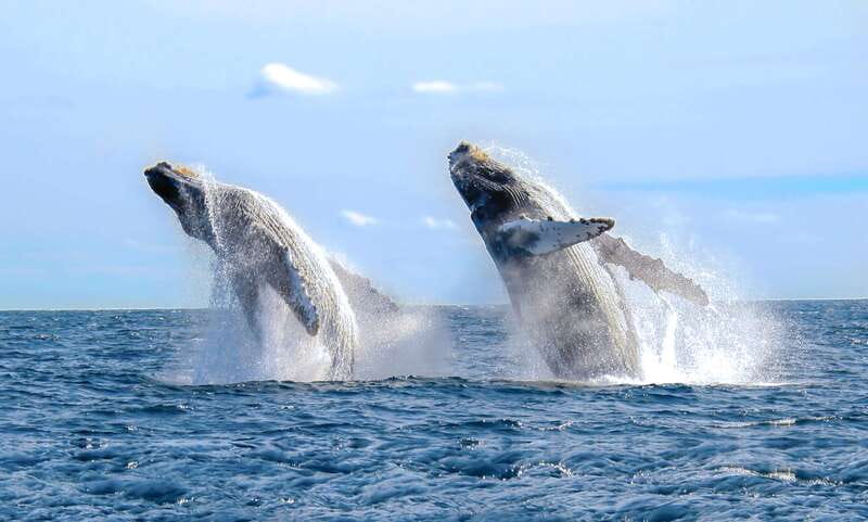 Cabo San Lucas: Luxury Catamaran Whale Watching Experience - Your 2.5 hours: what the timing feels like on the water