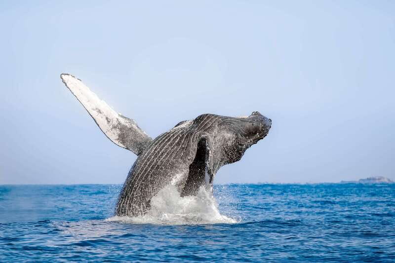 Cabo San Lucas: Luxury Catamaran Whale Watching Experience - Hearing whale songs through the hydrophone