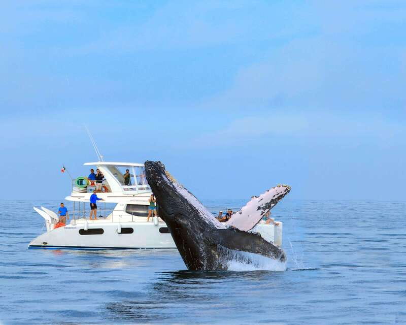Cabo San Lucas: Luxury Catamaran Whale Watching Experience - Apps, drinks, and the little comfort wins