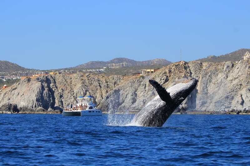 Cabo San Lucas: Luxury Catamaran Whale Watching Experience - How the routing and scenery work without feeling rushed