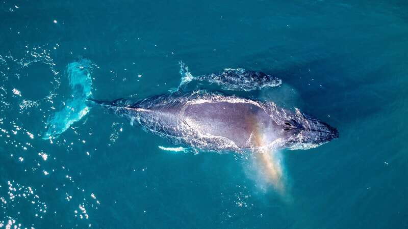 Cabo San Lucas: Luxury Catamaran Whale Watching Experience - Getting there at Cabo Adventures: where to check in