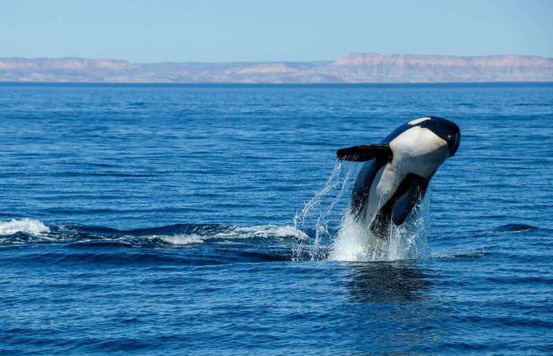 Cabo San Lucas: Luxury Catamaran Whale Watching Experience - What to bring (and what to skip)