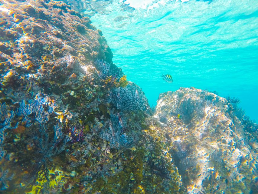 Cabo San Lucas: Private Catamaran Tour with Snorkeling - Drinks, Music, and the Food Question (What’s Included vs. What You Add)