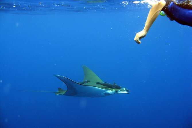 Cabo San Lucas Short Snorkeling Tour with Divemaster Guide - Price and value at $70: what you’re really paying for