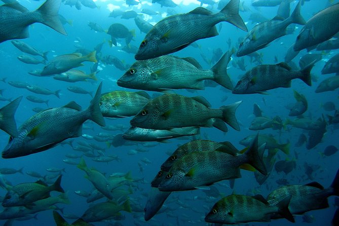 Cabo San Lucas Short Snorkeling Tour with Divemaster Guide - Weather and water conditions: the one variable you can’t control