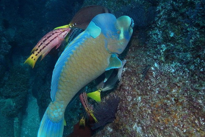 Cabo San Lucas Short Snorkeling Tour with Divemaster Guide - From the marina meeting point to the reef: how the 2-hour rhythm works