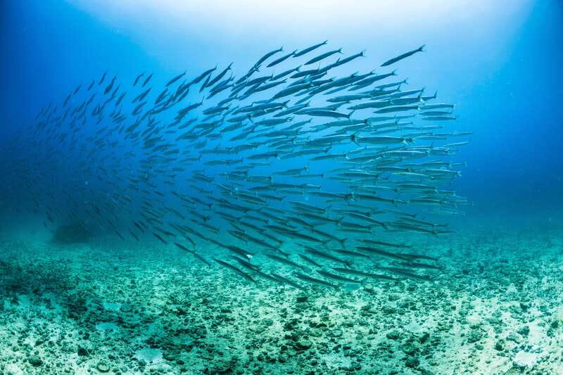Cabo San Lucas: Snorkel, Lunch and Sail Experience - Key takeaways before you go